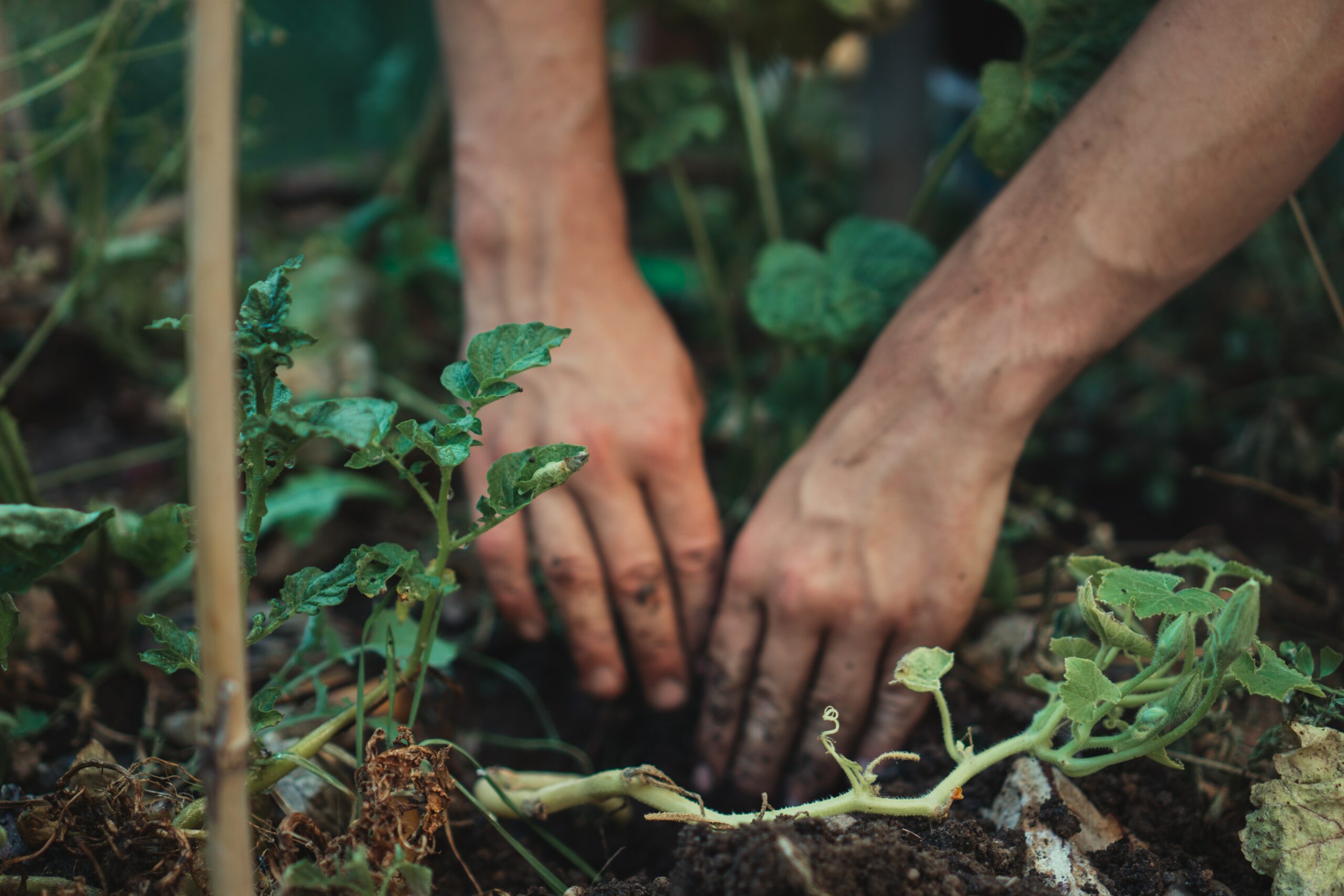 Are You Watering Your Plants At The Worst Time? Here’s How To Fix It