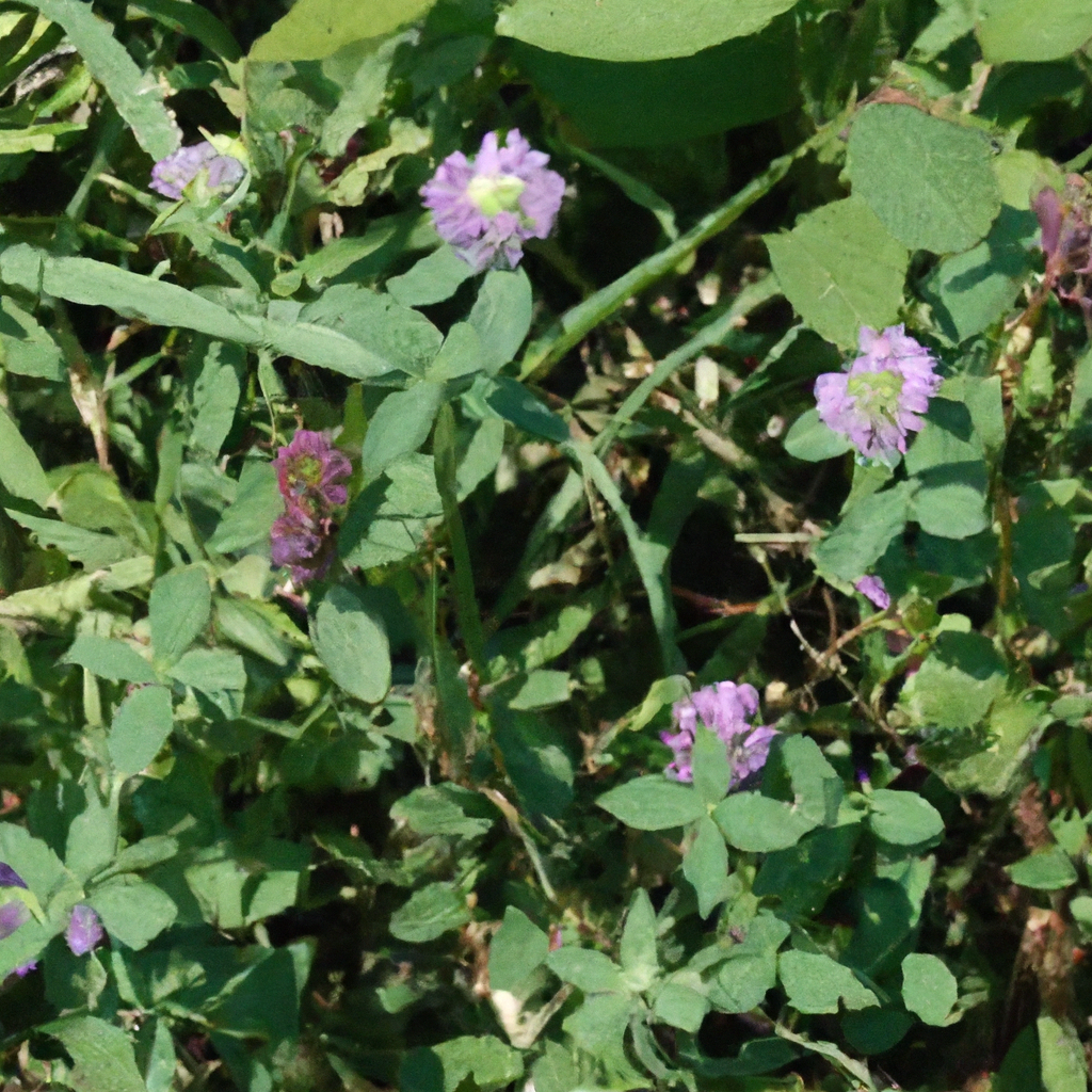 Common Weeds Found In Kentucky: Identification And Control Tips