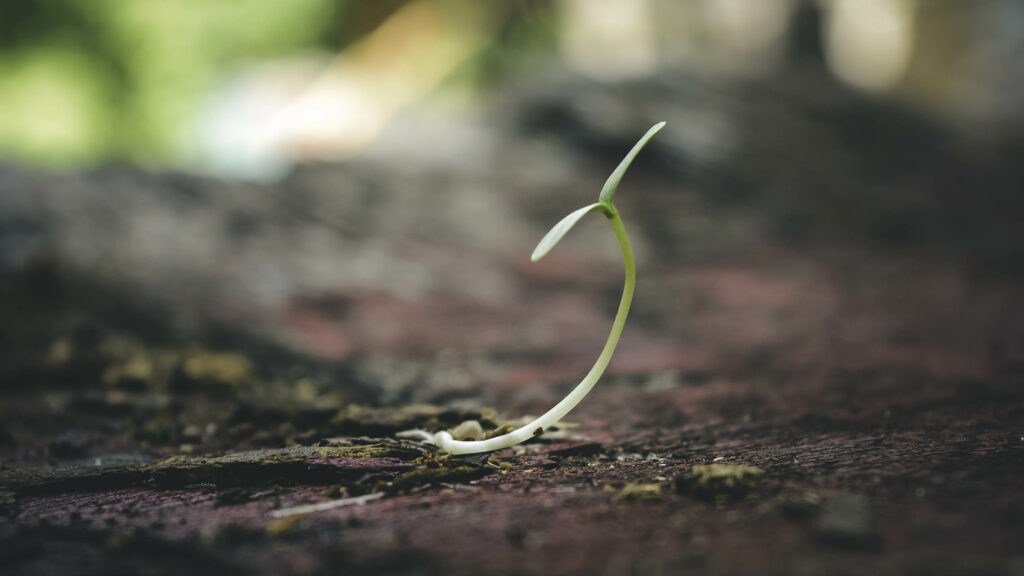 How To Use Quick Release Fertilizer For Rapid Plant Growth