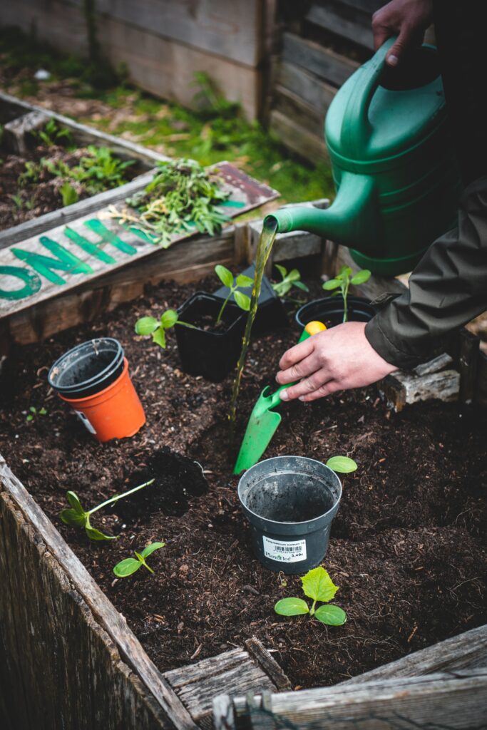 Must-Have Seeds For Every Beginner Gardener