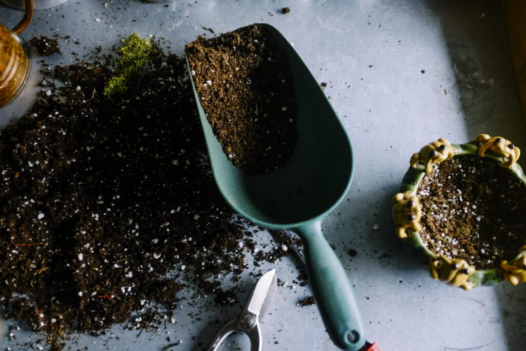 Must-Have Seeds For Every Beginner Gardener