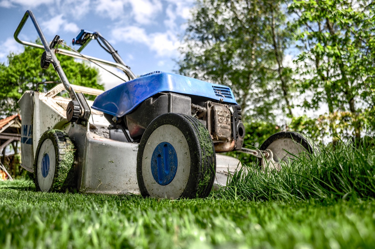 Secrets To Achieving A Lush And Shady Lawn