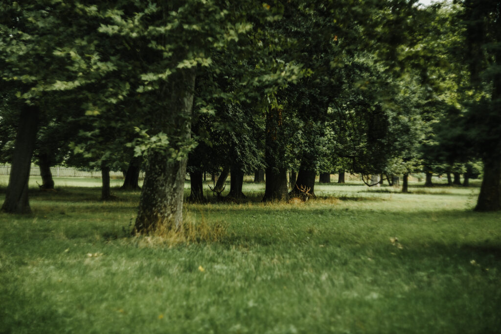 The Benefits Of Dethatching Your Lawn: A Comprehensive Guide