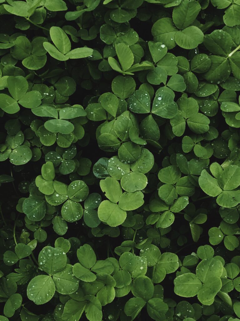 The Benefits Of Using Lawn Seed With Clover For A Beautiful And Sustainable Yard