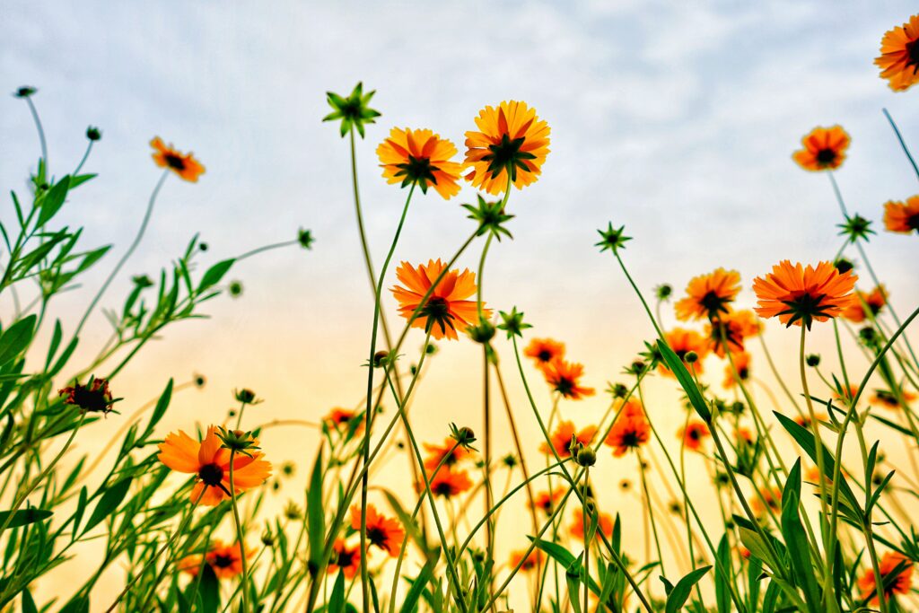 The Magic Of Wildflowers: How They Thrive In Different Environments