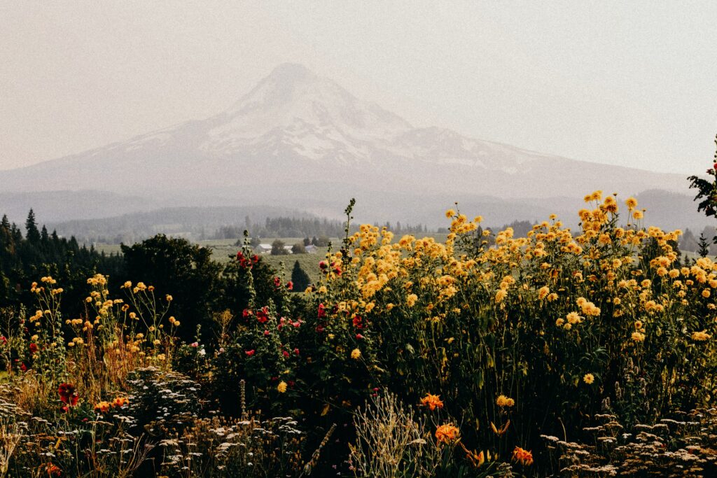 The Magic Of Wildflowers: How They Thrive In Different Environments