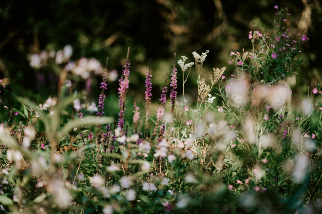 The Magic Of Wildflowers: How They Thrive In Different Environments