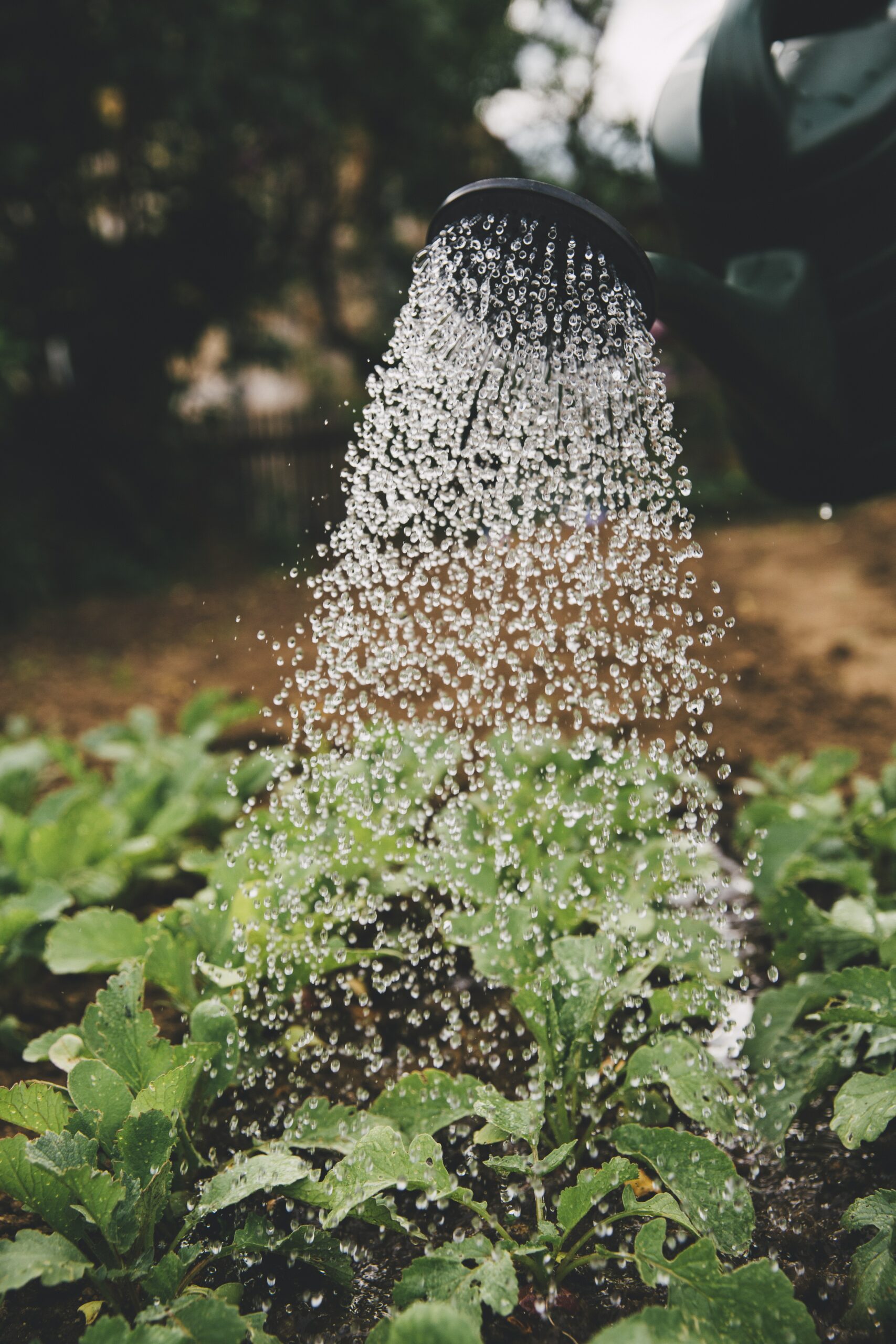 The Ultimate Guide To Choosing The Right Flagship Fertilizer For Your Garden