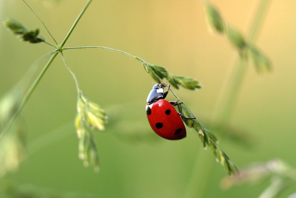 Unveiling The Beauty: Exploring The Mysteries Of Red Grass